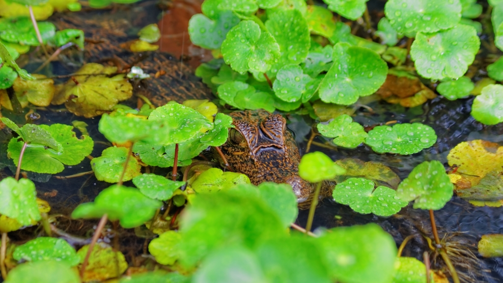 25 - Tortuguero NP (35).jpg